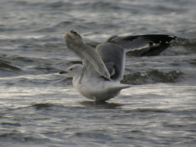 Yellow-legged Gull / Medelhavstrut (Larus michahellis)