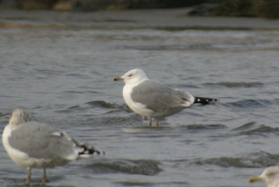 Yellow-legged Gull / Medelhavstrut (Larus michahellis)