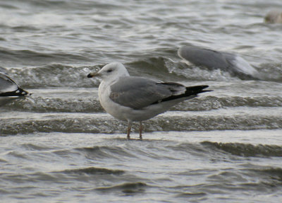 Yellow-legged Gull / Medelhavstrut (Larus michahellis)