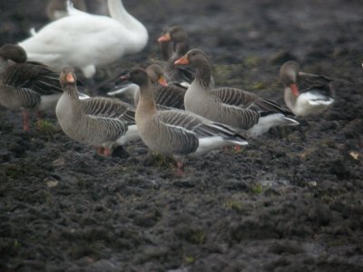Pink-footed Goose / Spetsbergsgs (Anser brachyrhynchus)