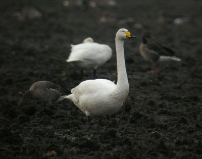Whooper Swan / Sngsvan (Cygnus cygnus)
