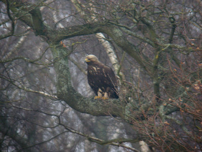 Golden Eagle / Kungsrn (Aquila chrysaetos)