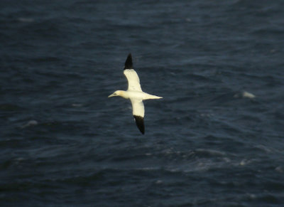 Gannet / Havssula (Morus bassanus)