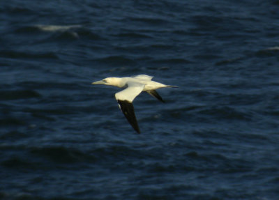 Gannet / Havssula (Morus bassanus)