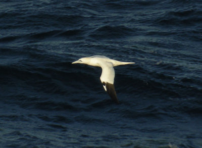 Gannet / Havssula (Morus bassanus)