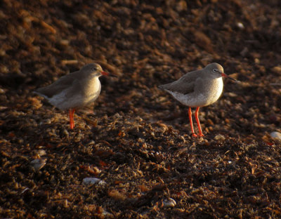 Redshank / Rdbena (Tringa totanus)