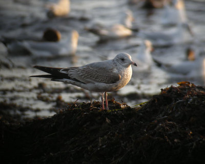 Common Gull / Fiskms (Larus canus)