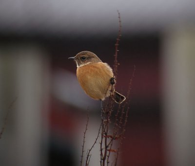 Stonechat / Svarthakad buskskvätta (Saxicola torquata)