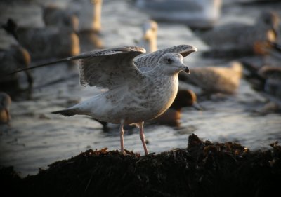 Herring Gull / Grtrut (Larus argentatus)