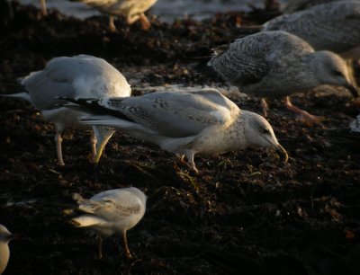 Herring Gull / Grtrut (Larus argentatus)