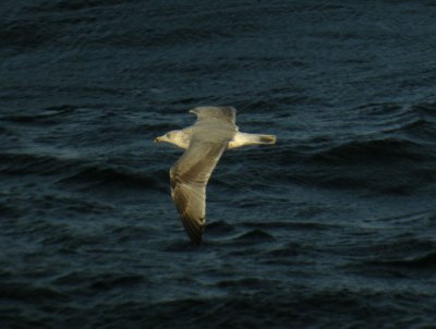 Herring Gull / Grtrut (Larus argentatus)