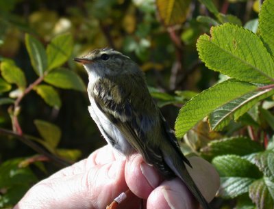 Yellow-browed Warbler (Phylloscopus inornatus)