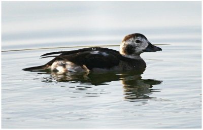 Long tailed Duck