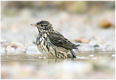 Meadow Pipit
