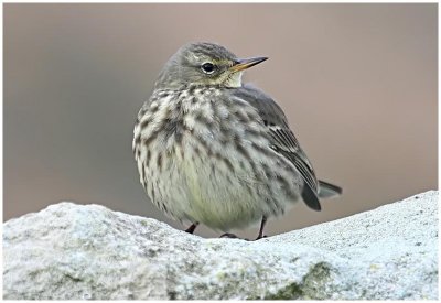 Rock Pipit