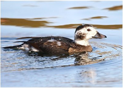 Long Tailed Duck
