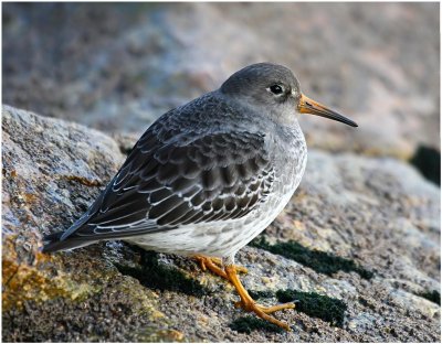 Purple Sandpiper