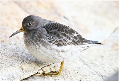 Purple Sandpiper