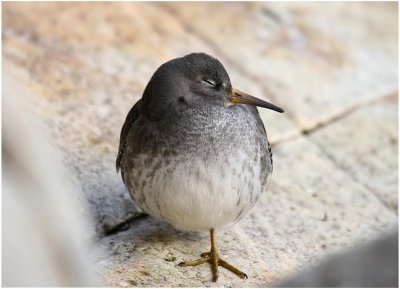 Purple Sandpiper