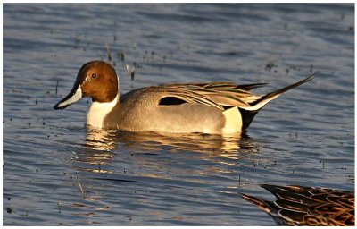 Pintail