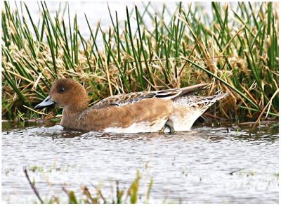 Female Wigeon