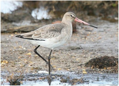 Black Tailed Godwit