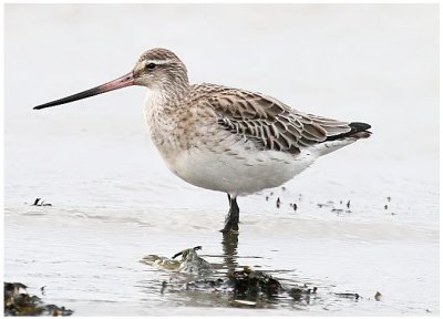 BarTailed Godwit