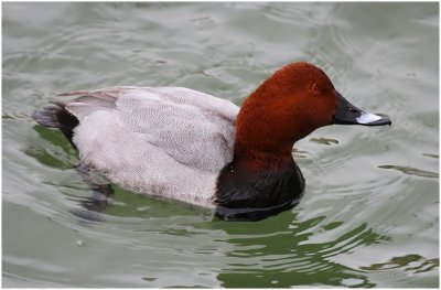 Pochard