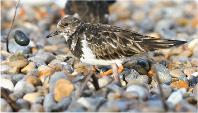 Turnstone