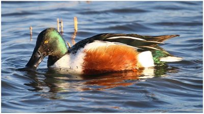 Shoveler