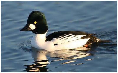 Goldeneye