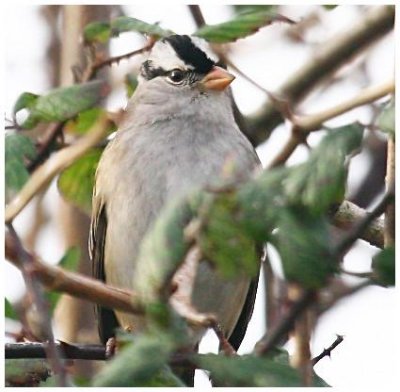 White Crowned Sparrow