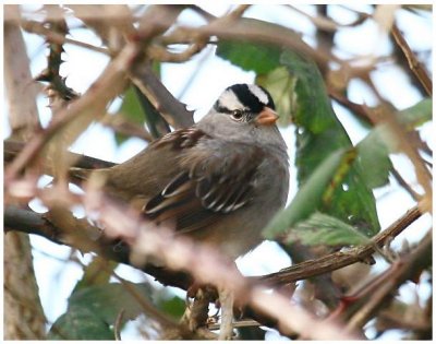 White Crowned Sparrow