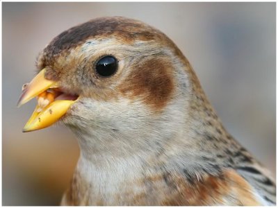 Snow Bunting