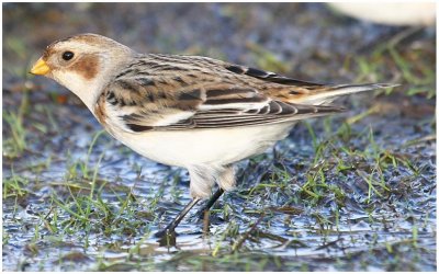 Snow Bunting