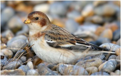 Snow Bunting