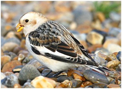 Snow Bunting