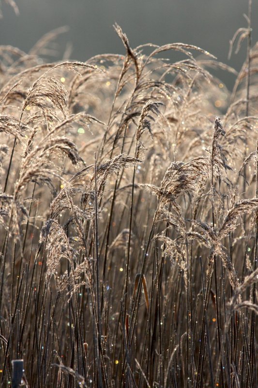 reeds.jpg