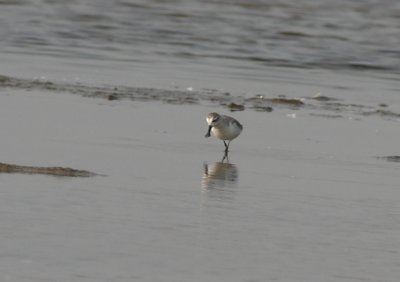 birds_of_thailand_2011