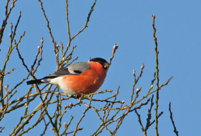 bullfinch.jpg