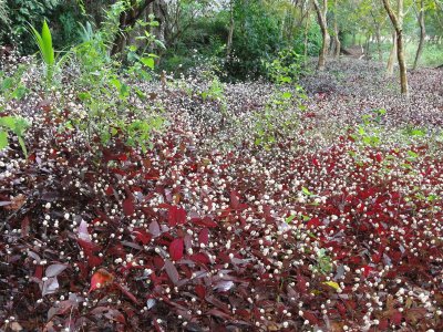 Flowers outside cave at Krabi.jpg