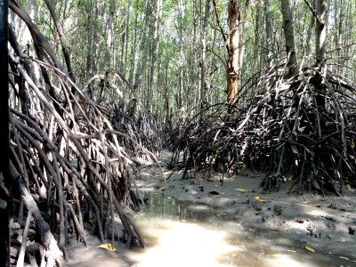 Mangrove roots as tide rises, Krabi.jpg