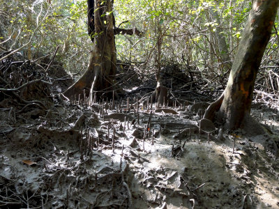 Mangroves Krabi.jpg
