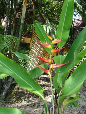 Garden flowers.jpg