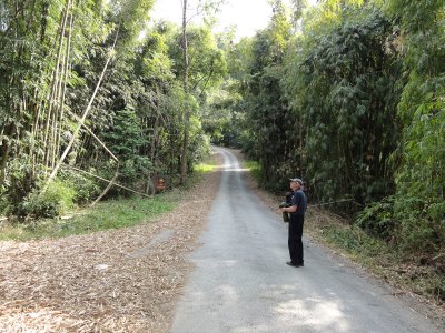 Bamboo in Kaeng Krachen.jpg