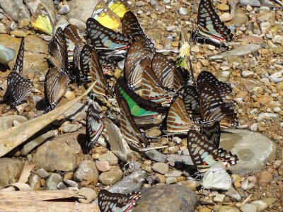 Butterflies in Kaeng Krachen.jpg