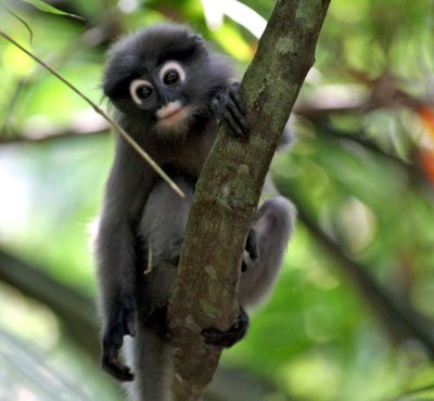 dusky langur.jpg