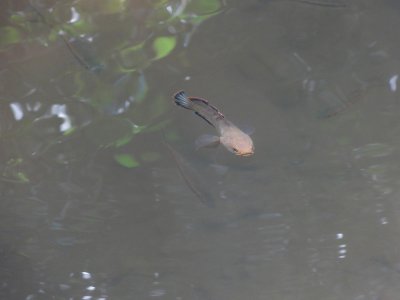 Stream in Kaeng Krachen.jpg