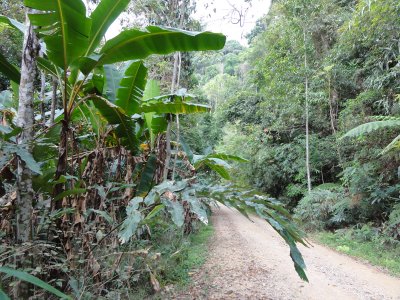 Jungle path Kaeng Krachen.jpg