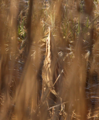bittern at Bure Marshes.jpg